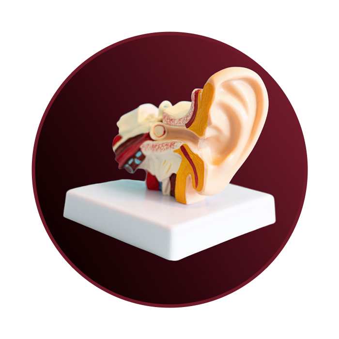 Brampton Hearing Aids Hearing Tests Hearing Loss Ear Diagram